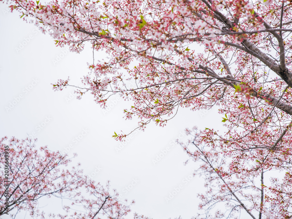Fototapeta premium Pink Cherry Blossom Branches Against Pale Sky