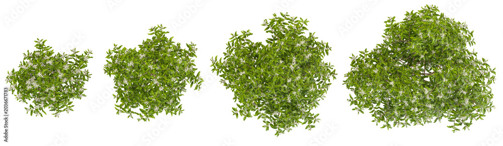 Fototapeta premium 3d illustration of olearia plants on transparent background from the top view