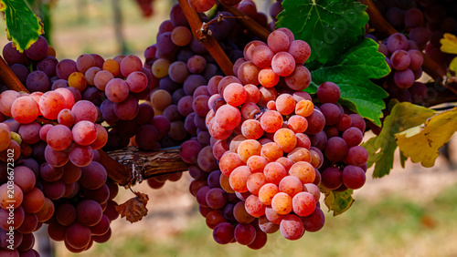 Foto Bunches of ripe grapes grow on vine in vineyard during sunny day in autumn harve