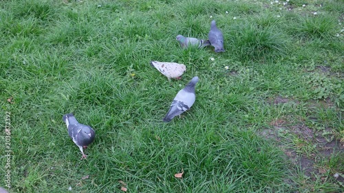 A group of pigeons walking and searching for food in the lush green grass. Natural bird behavior in an urban environment during a peaceful spring day.