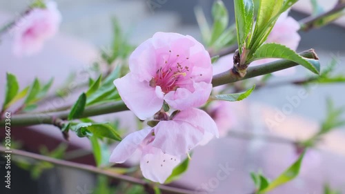 Beautiful pink peach flowers blooming on a branch. Delicate petals with morning dew feel, soft bokeh background, symbol of spring renewal and nature beauty.