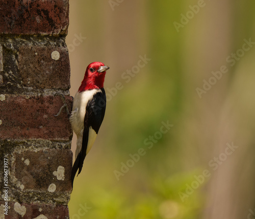red headed woodpecker