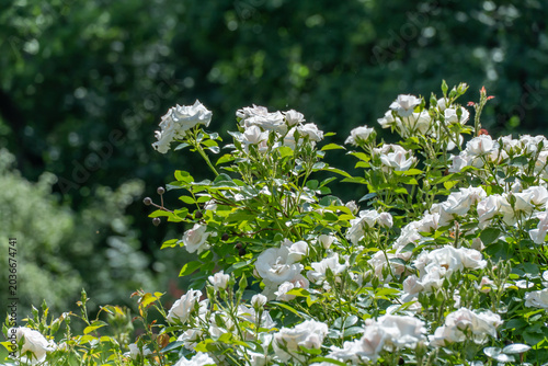 White rose flowers and bud growing in country rose garden. Rosebush abundant blooming in summer. Nature background with flowering white roses. Natural floral summer bloom garden or park backdrop.