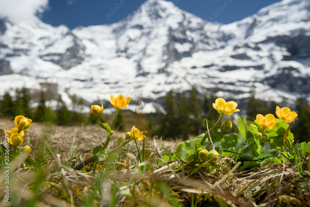 Obraz premium Spring in the UNESCO Jungfrau region Switzerland, with wildflowers and snowcapped mountains on the trail wengeralp to Kleine Scheidegg. 