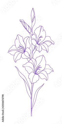 hand drawing continous line depicts gladiolus flower (artwork 1)