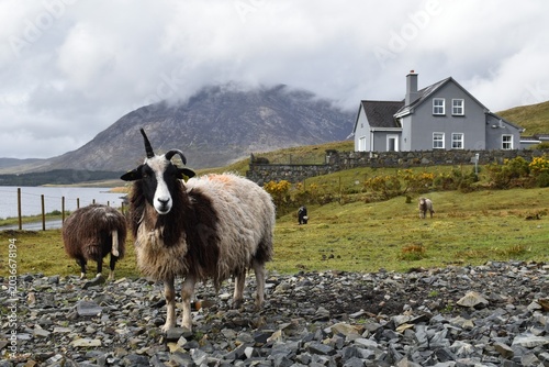 Bild auf Leinwand moutons irlandais  (irish sheep) dans le Connemara (lac Lough Inagh, comté de Ga