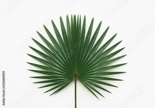 Green palm leaf isolated on white background