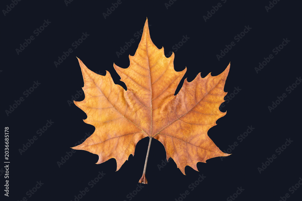 Fototapeta premium Golden dry leaf isolated over black background