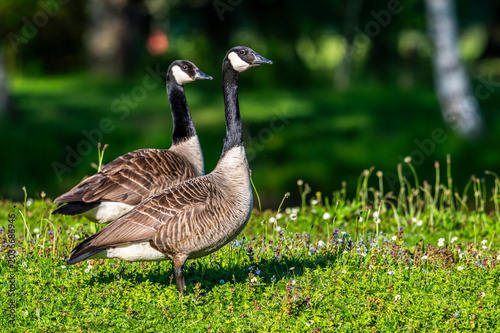 Bernache du Canada (Branta canadensis)