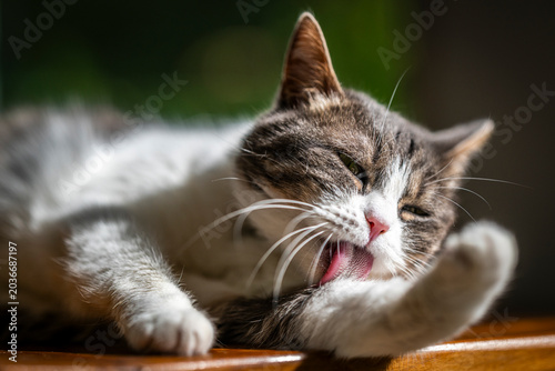 Cuadro en lienzo Chat qui fait sa toilette sur un buffet au soleil