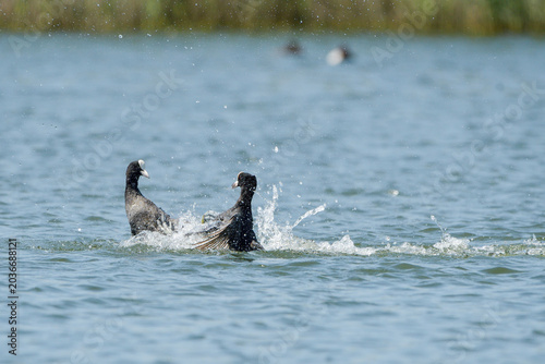 Close-up of two common coots fighting in the water