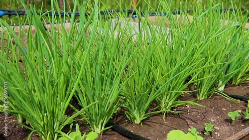 Young green onions in the garden. Onions planted in rows. Growing vegetables in rural areas. Care and treatment of plants. Harvesting.