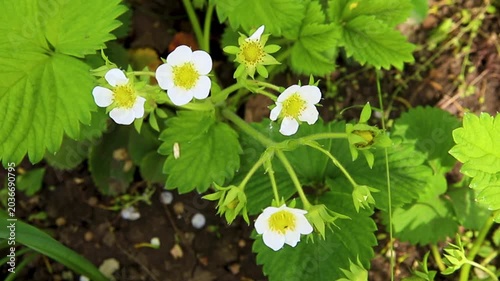 Strawberry leaves. Bushes with antennae, top view. Berry cultivation. A green garden.