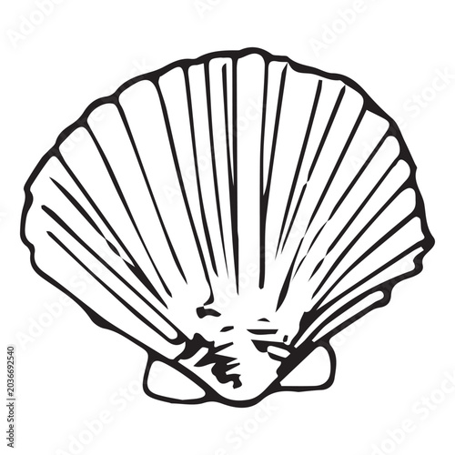 Tableau sur toile Pecten jacobaeus scallop shell doodle, black ink sketch