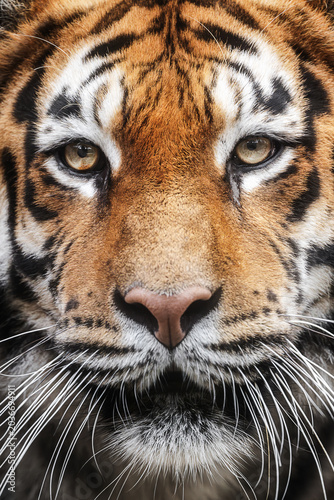 Close up portrait of a Bengal tiger face with intense eyes, striped fur and powerful wildlife look.