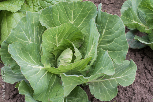 Obraz na plátně Young cabbage plants with forming heads growing in fertile soil during summer agricultural season