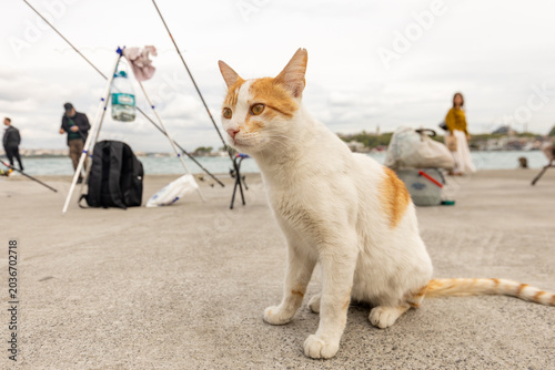 Fotografía Beautiful stray calico cat (kedi) sitting on the pier by the Bosphorus strait in Istanbul, Turkey