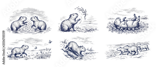 Canvas Print Capybara sketch hand drawn collection of vintage engraved style illustration set featuring cute wild animals playing, running, rolling in grass, diving in water, and walking on the beach outline