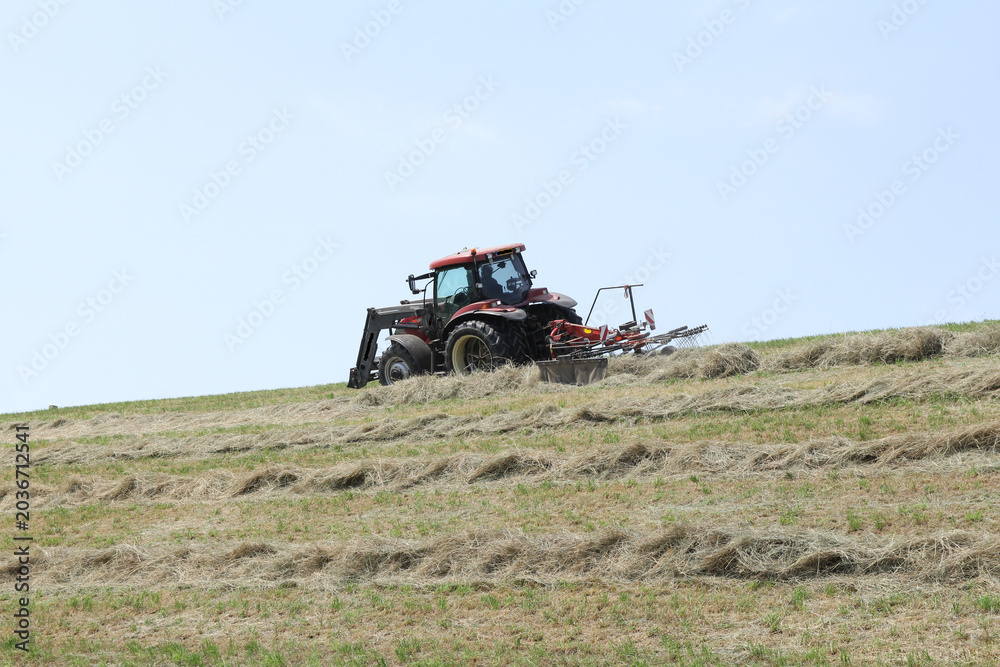 Fototapeta premium a farmer is tedding hay at rows at a steep dike with a tractor with a tedder closeup in springtime