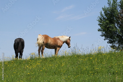 two horses are standing with their head in the air at a beautiful green dike with buttercups in the dutch countryside in springtime closeup