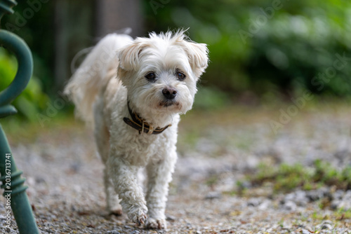 Porträt kleiner weißer Malteser Hund im Garten