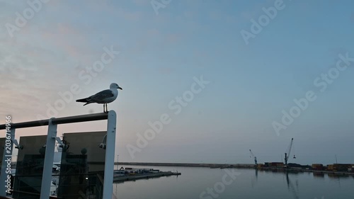 A seagull perched on a ship deck