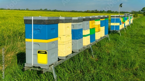 bee hives stand next to a field of blooming rapeseed