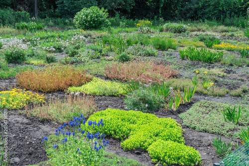 Garden beds with mixed flower seedlings in backyard. Plant seedling nursery in botanical garden. Permaculture in city park and spring field work. Rows herbs in cultivated land. Horticulture ecosystem.