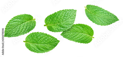 Konstfotografi Fresh mint leaves set isolated on transparent background