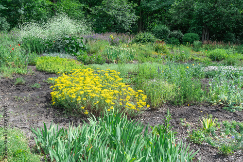 Garden beds with mixed flower seedlings in backyard. Plant seedling nursery in botanical garden. Permaculture in city park and spring field work. Rows herbs in cultivated land. Horticulture ecosystem.