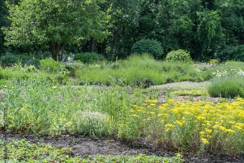 Garden beds with mixed flower seedlings in backyard. Plant seedling nursery in botanical garden. Permaculture in city park and spring field work. Rows herbs in cultivated land. Horticulture ecosystem.