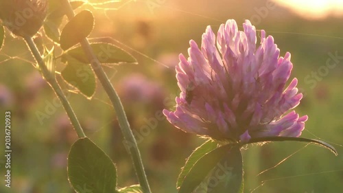 flowers of clover blooming  at sunset. macro