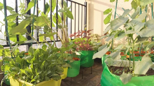 Organic vegetables going in grown bags in a balcony garden