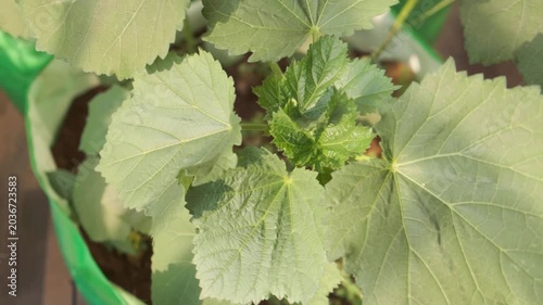 Healthy looking okra plant, leaves closeup shot