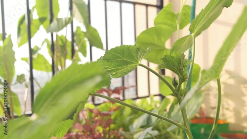 Close up shot of organic healthy looking okra bud. 