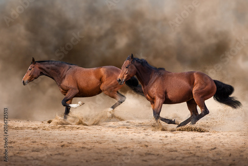 Horses run free
