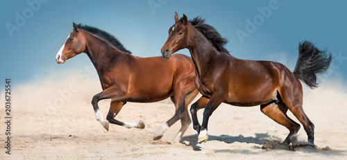 Two Bay horse free run in sand
