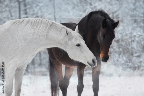 White and bay horse in snow