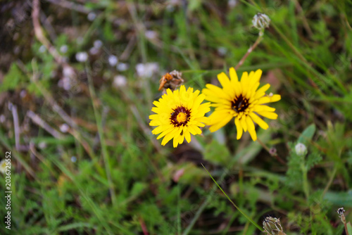 Fényképezés Reichardia Tingitana flowers in the countryside