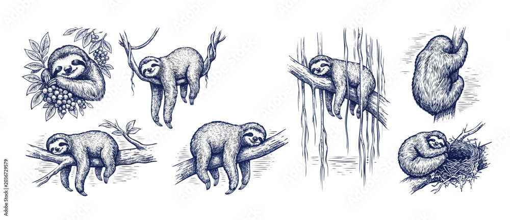 Fototapeta premium Sloth sketch engraving illustration set of cute sleeping sloths hanging on tropical tree branches and jungle vines in vintage hand drawn woodcut style for retro wildlife vector design.
