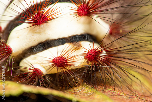 Fire caterpillar (Megalopyge lanata), a beautiful fire caterpillar with its lovely colors in its natural habitat in Brazil, macro photo, selective focus.