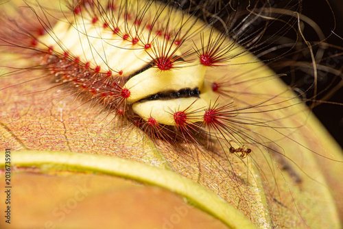 Fire caterpillar (Megalopyge lanata), a beautiful fire caterpillar with its lovely colors in its natural habitat in Brazil, macro photo, selective focus.