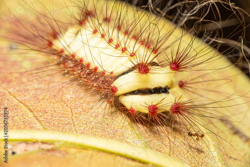 Fire caterpillar (Megalopyge lanata), a beautiful fire caterpillar with its lovely colors in its natural habitat in Brazil, macro photo, selective focus.