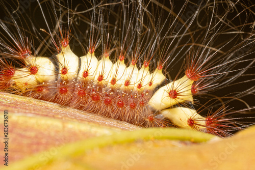 Fire caterpillar (Megalopyge lanata), a beautiful fire caterpillar with its lovely colors in its natural habitat in Brazil, macro photo, selective focus.