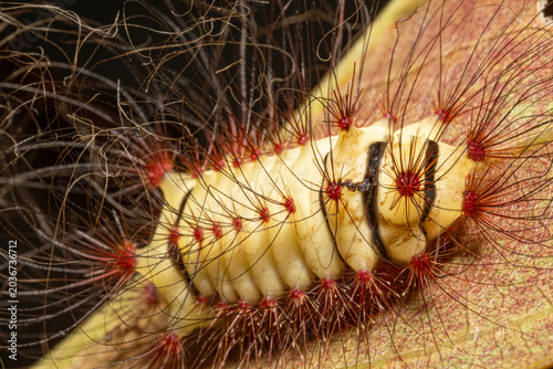Fire caterpillar (Megalopyge lanata), a beautiful fire caterpillar with its lovely colors in its natural habitat in Brazil, macro photo, selective focus.
