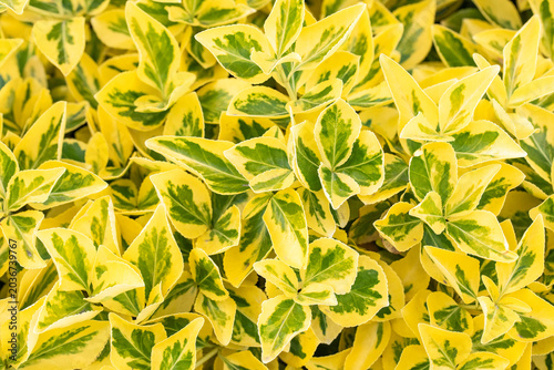 Green leaves background of Fortune'a 