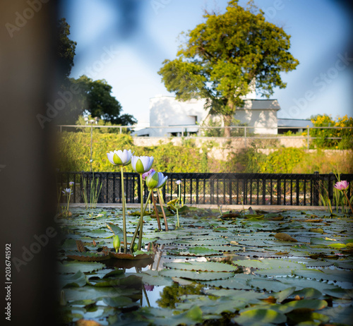 Fotografía White waterlily in a pond in the International Waterlily Collection in San Angel