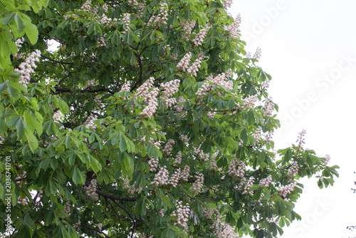 Blossoming apple tree. A flowering chestnut tree. Horse chestnut tree
