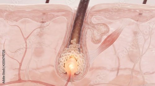 3D cross section of skin layer showing hair follicle bulb with glowing root and surrounding vessel