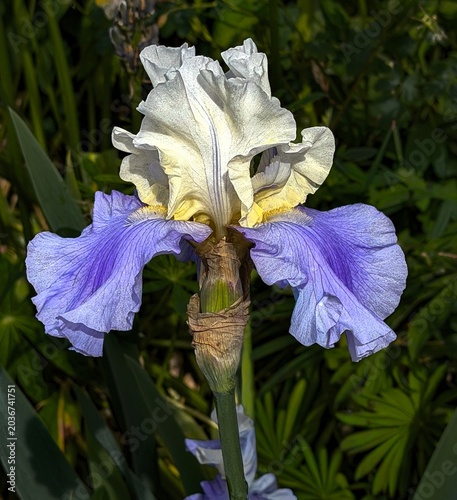 A blue and white Bearded Iris blooming in a garden near Salem Oregon